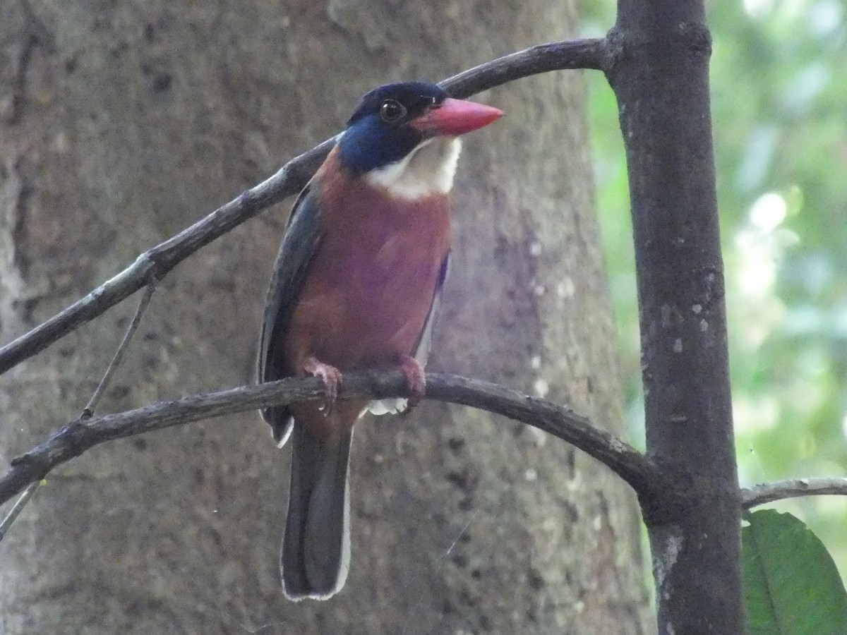 Yeşil Sırtlı Yalıçapkını - ML644028814