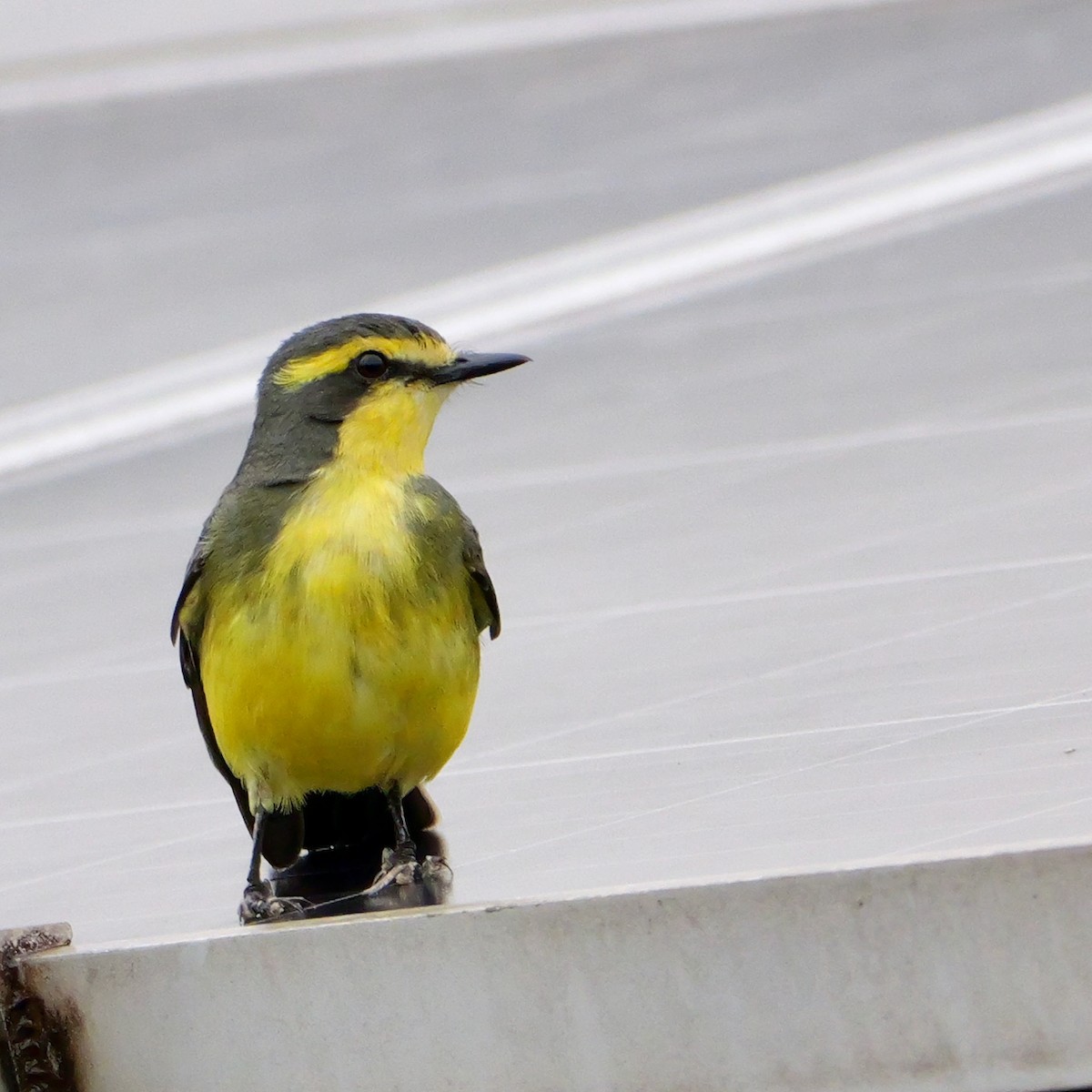 キマユタイランチョウ - ML644028820