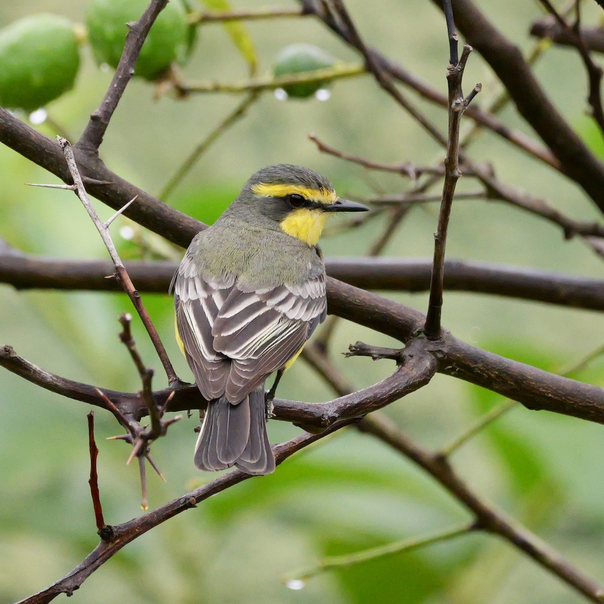 キマユタイランチョウ - ML644028821