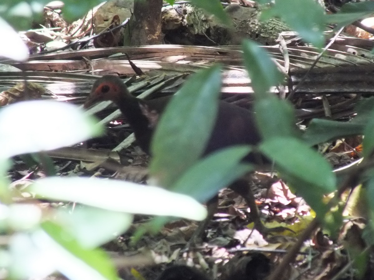 Philippine Megapode - ML644028826