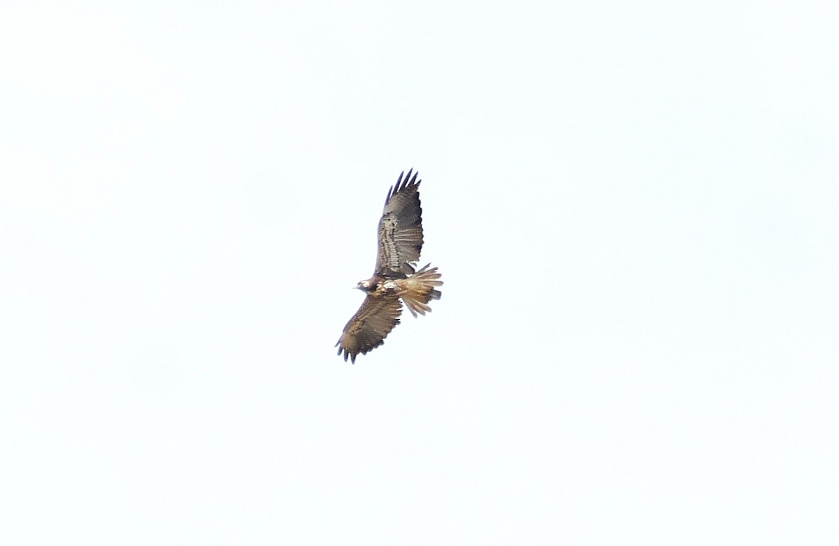 White-tailed Hawk - ML644028828