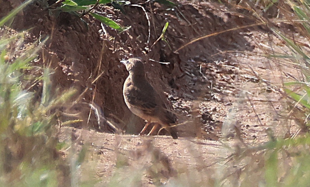 Campo Miner - ML644028830