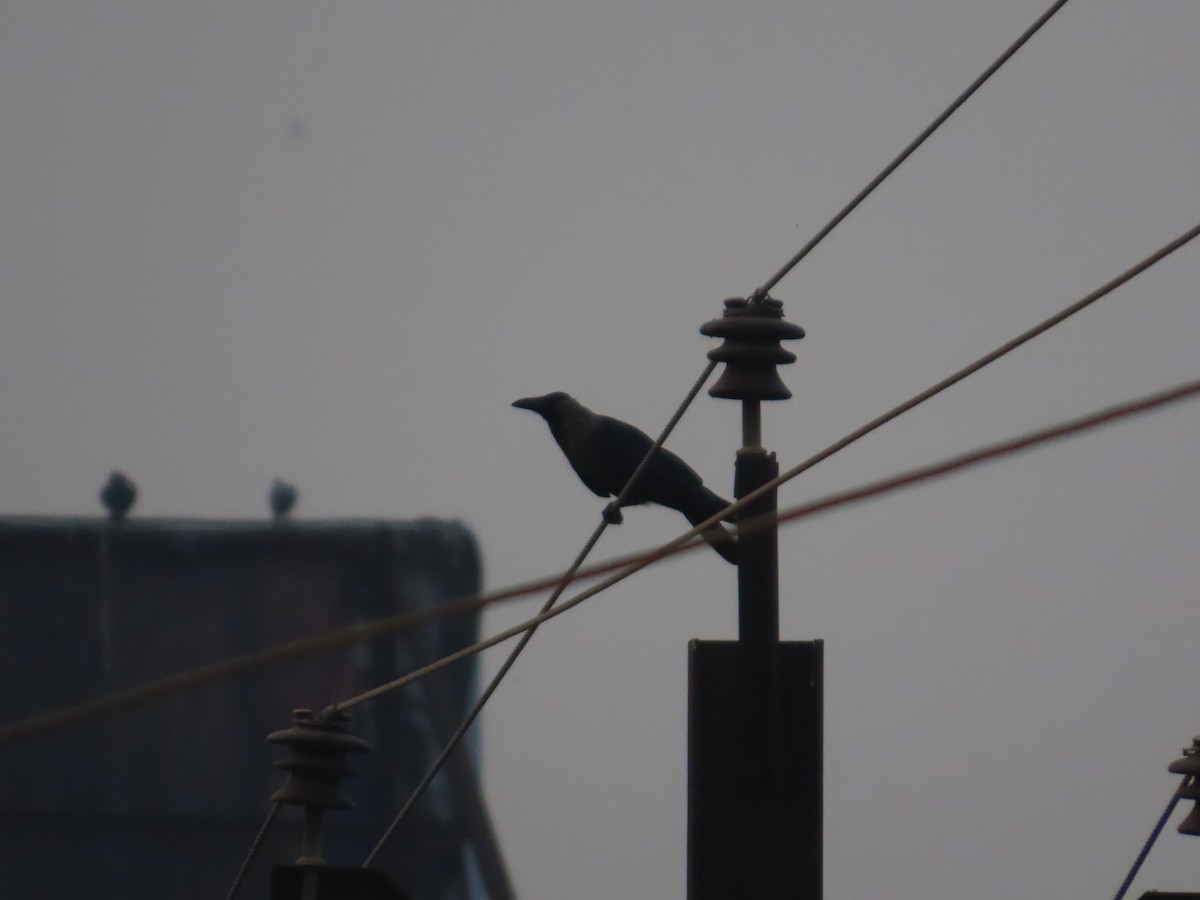 House Crow - ML644028836