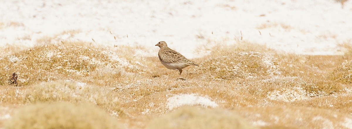 Gray-breasted Seedsnipe - ML644028840