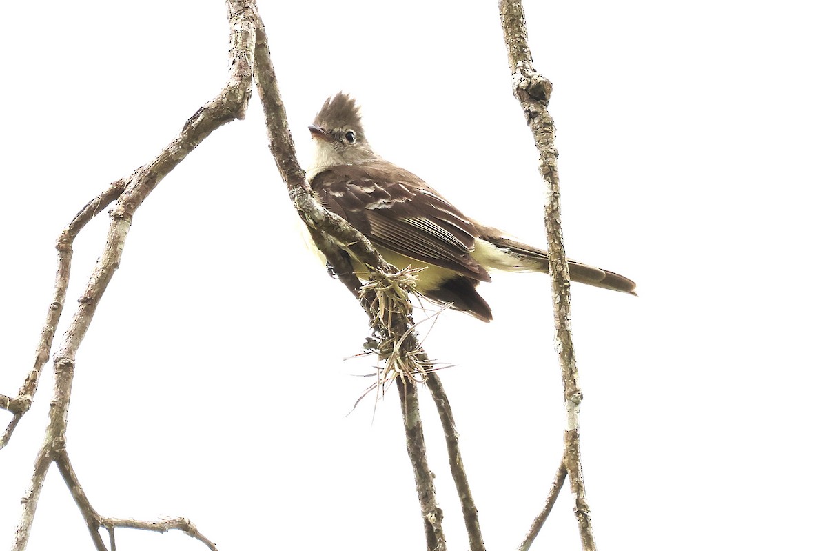 Large Elaenia - ML644028853