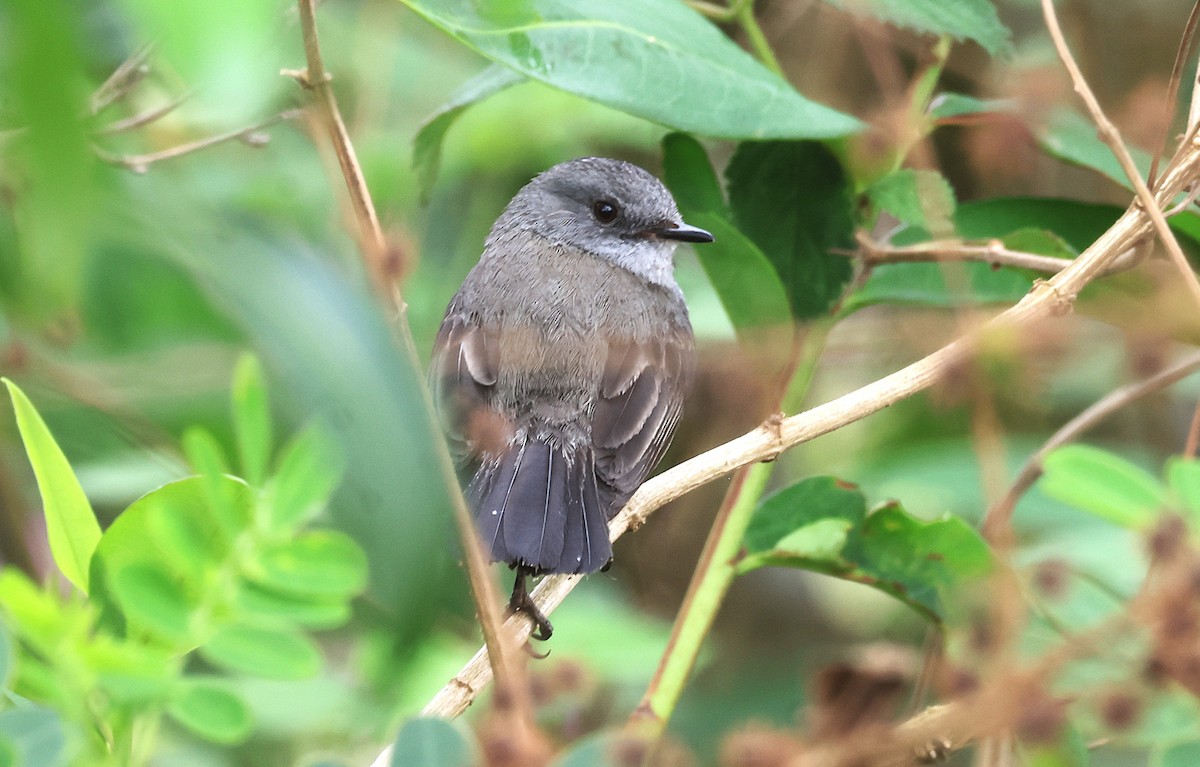Sooty Tyrannulet - ML644028865
