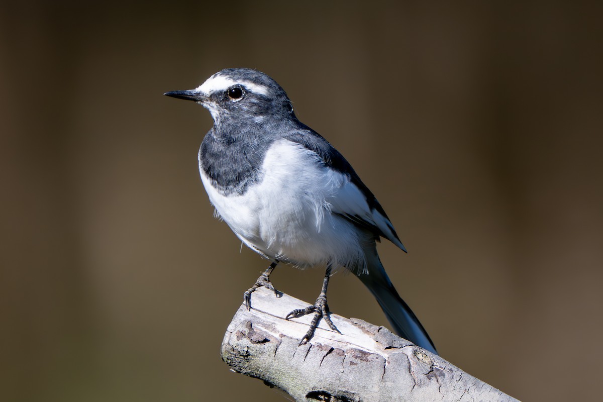 日本鶺鴒 - ML644028873
