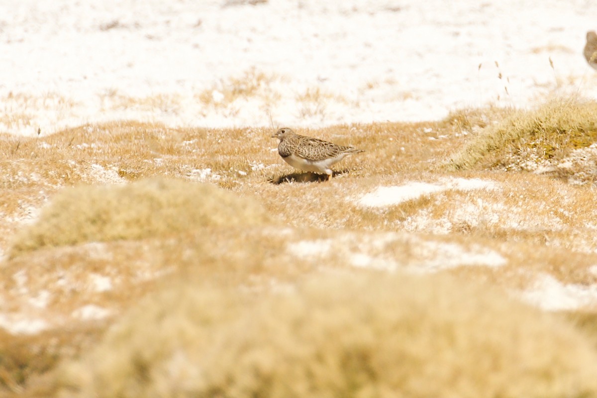 Gray-breasted Seedsnipe - ML644028874