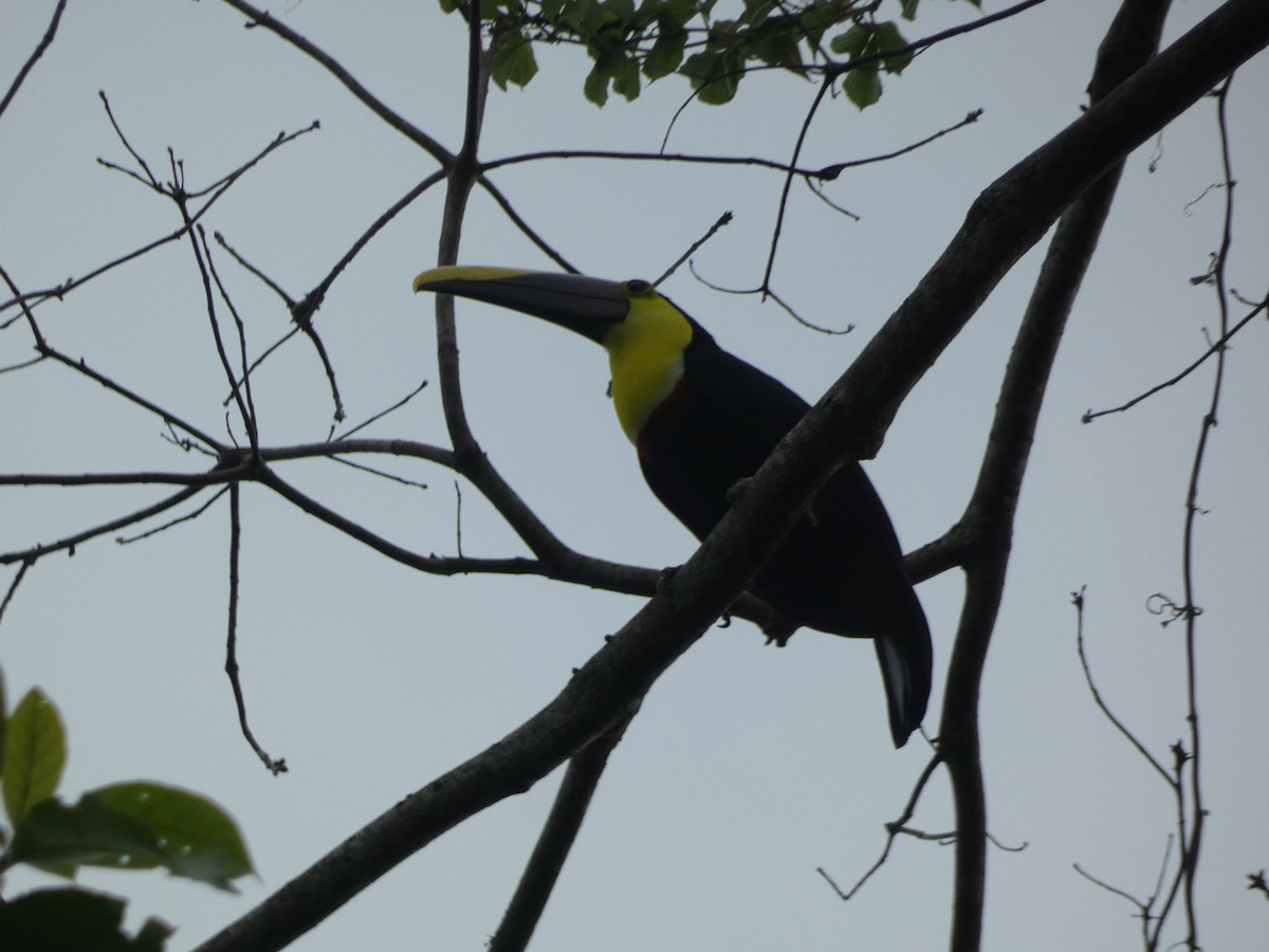 Toucan tocard - ML644028887