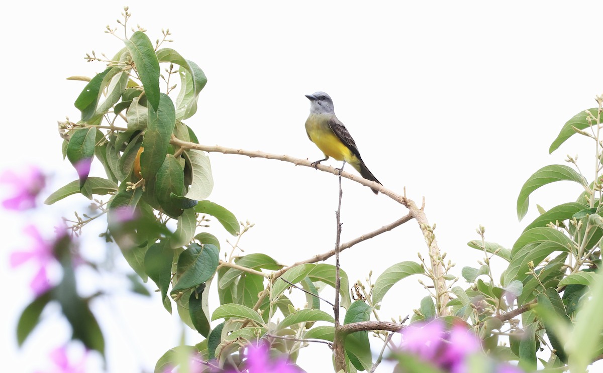 White-throated Kingbird - ML644028910