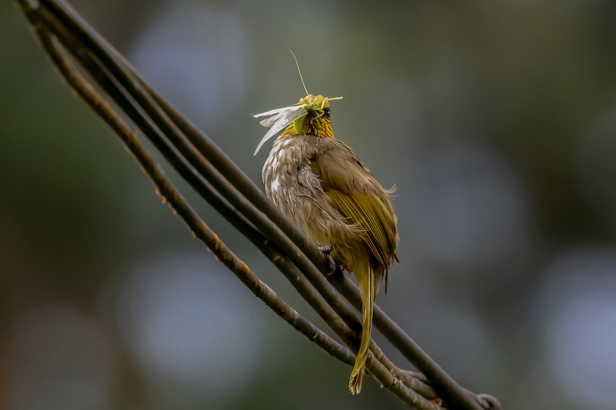 Stripe-throated Bulbul - ML644028912