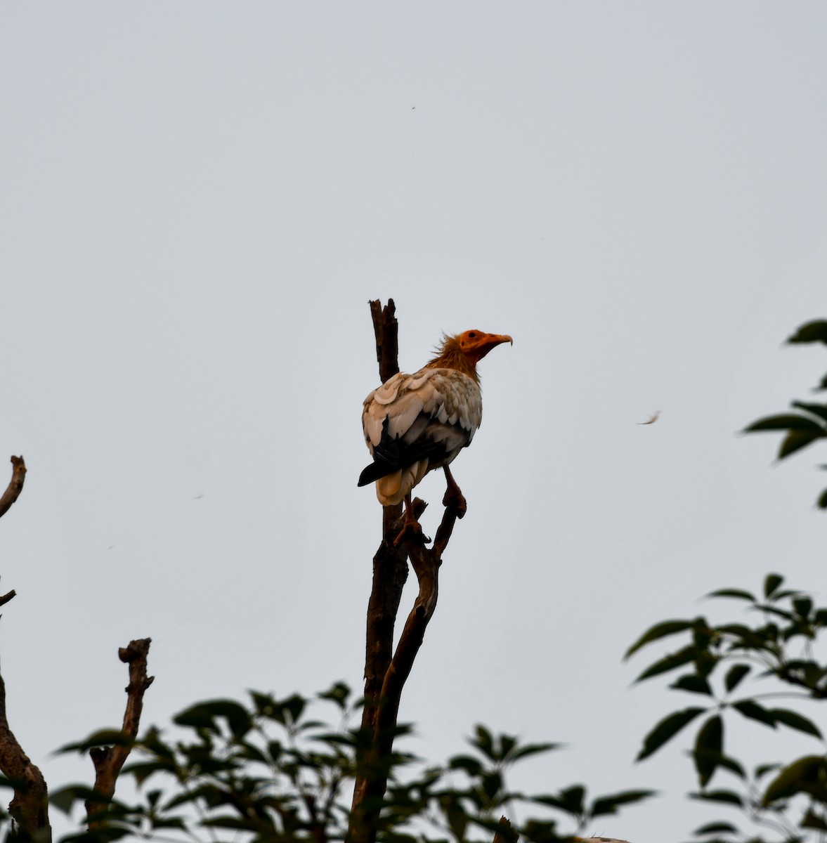 Дэлт ёл - ML644028919