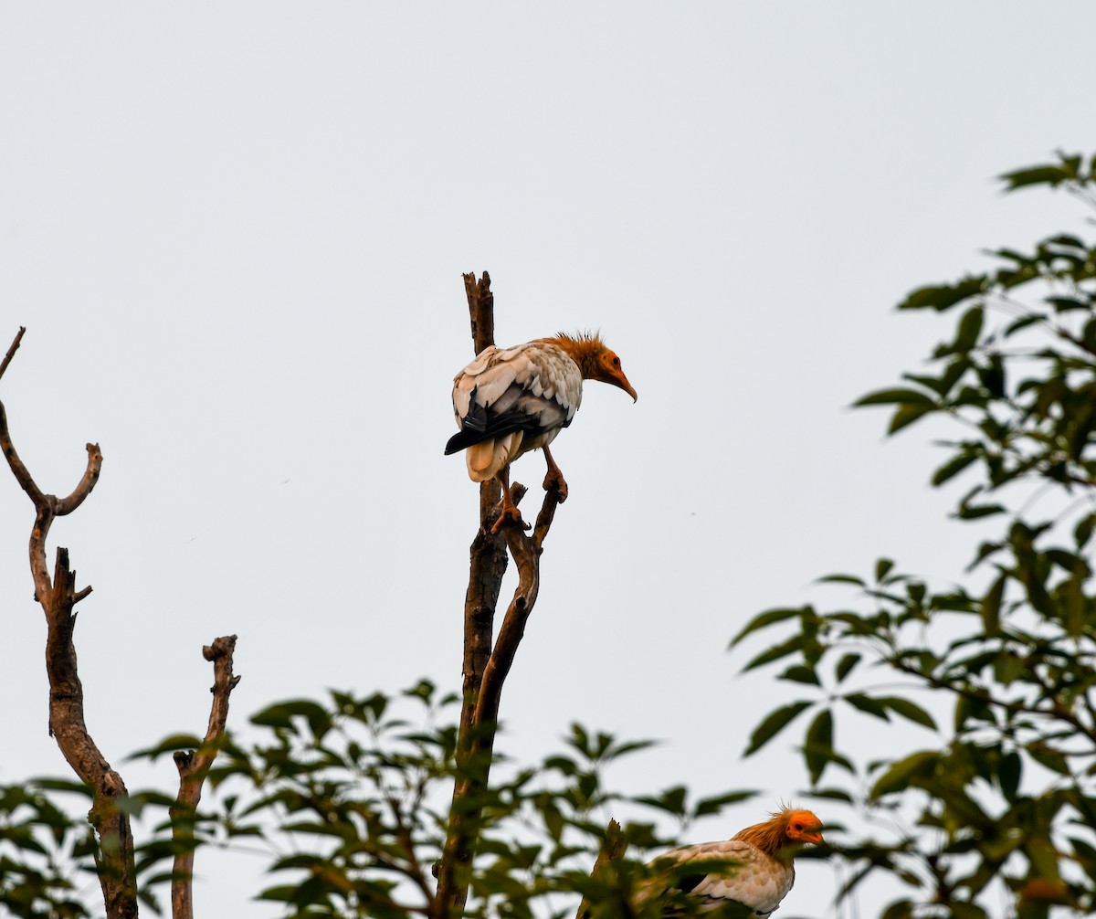 Дэлт ёл - ML644028920