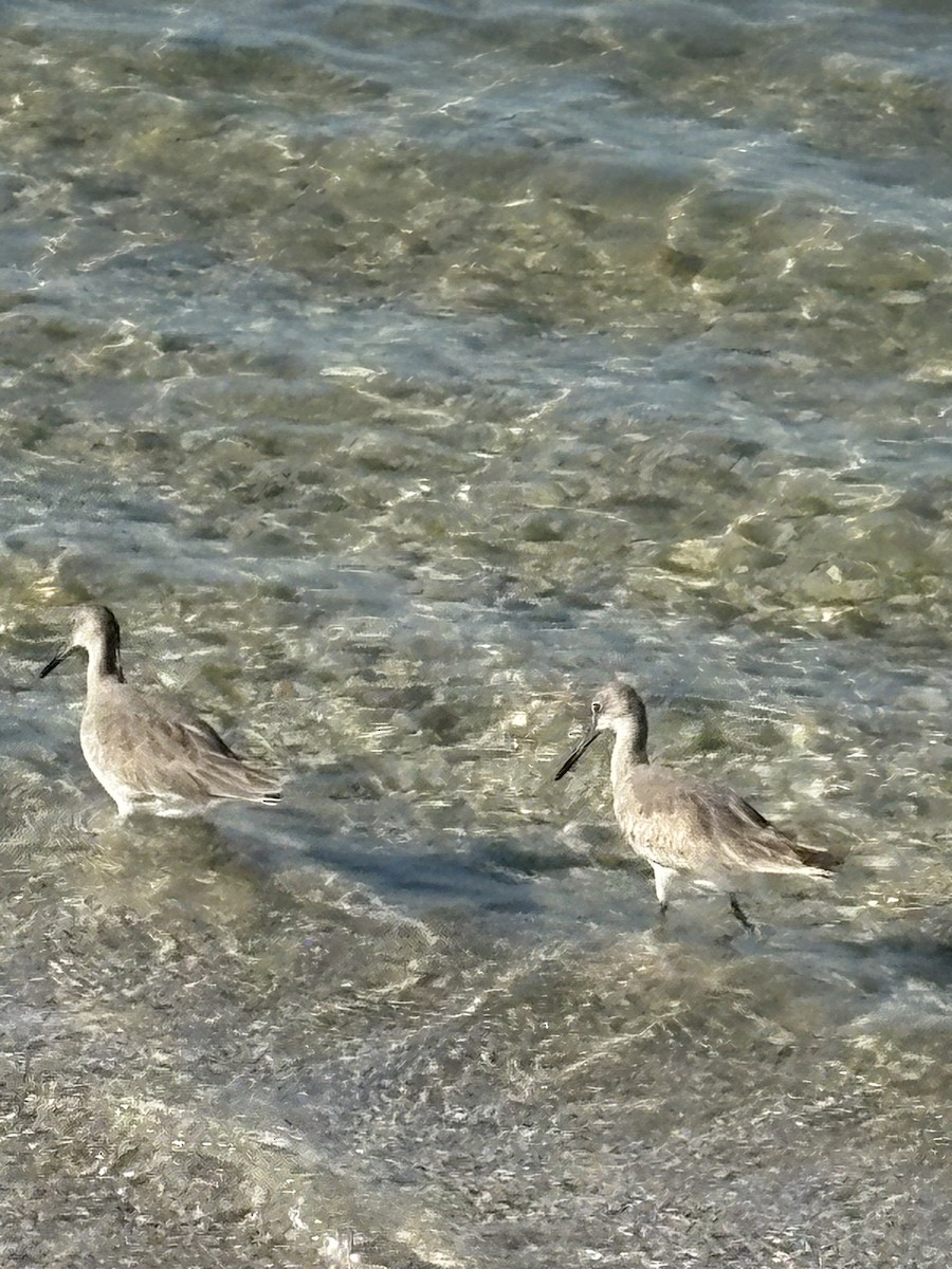 Willet - ML644028925