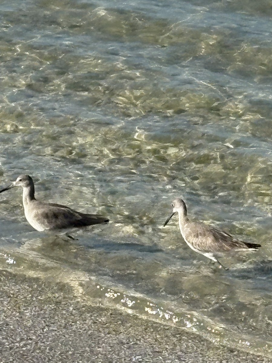 Willet - ML644028926