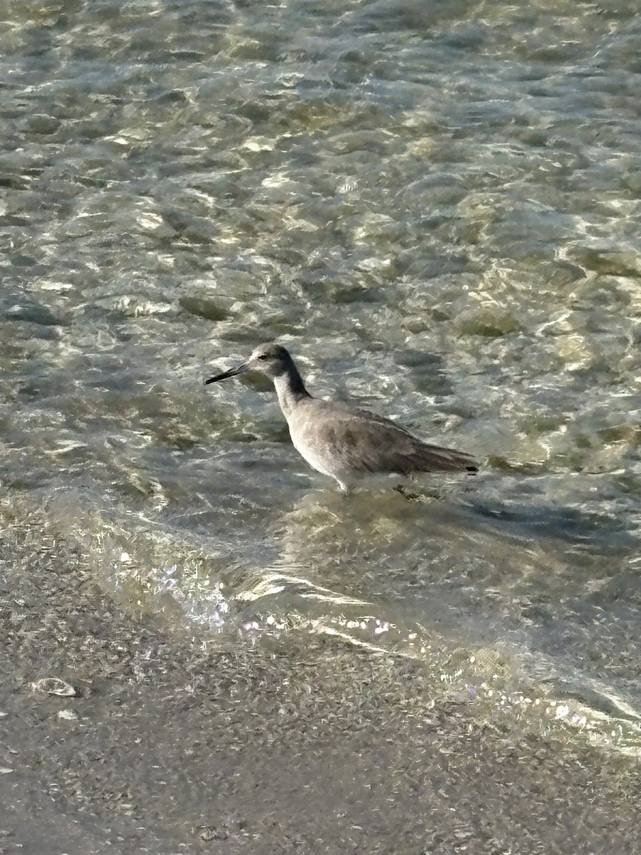 Willet - ML644028927