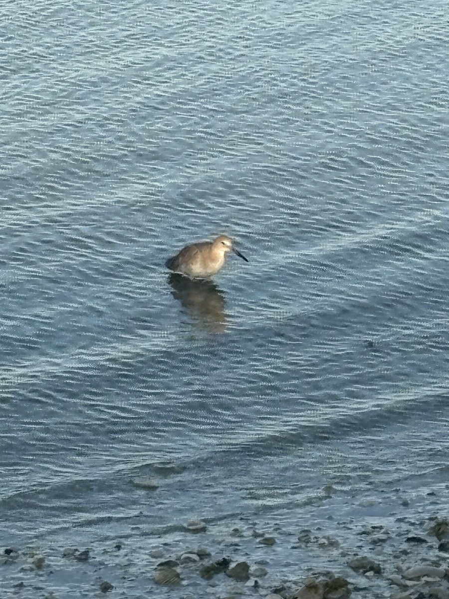 Willet - ML644028928