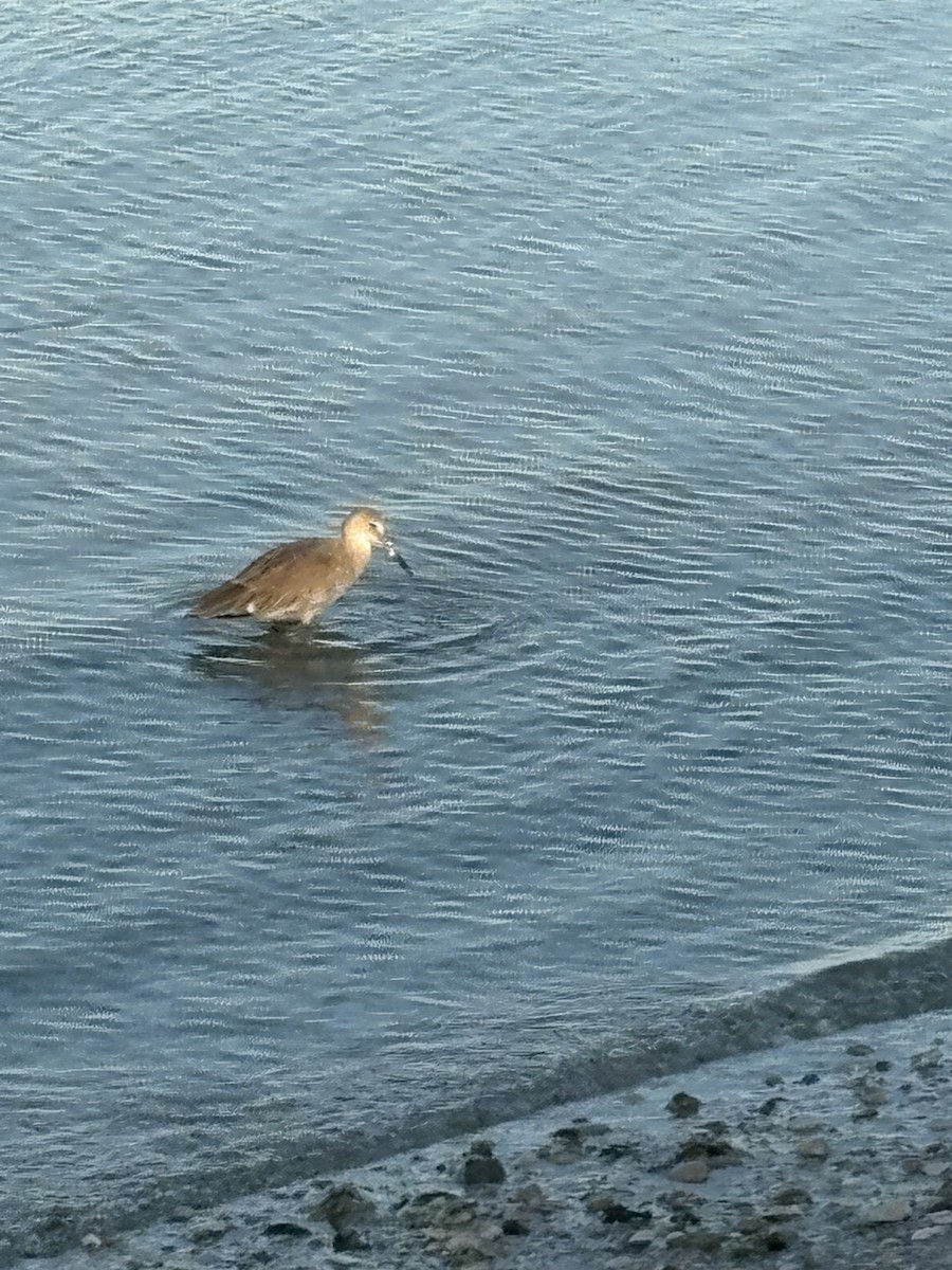 Willet - ML644028929