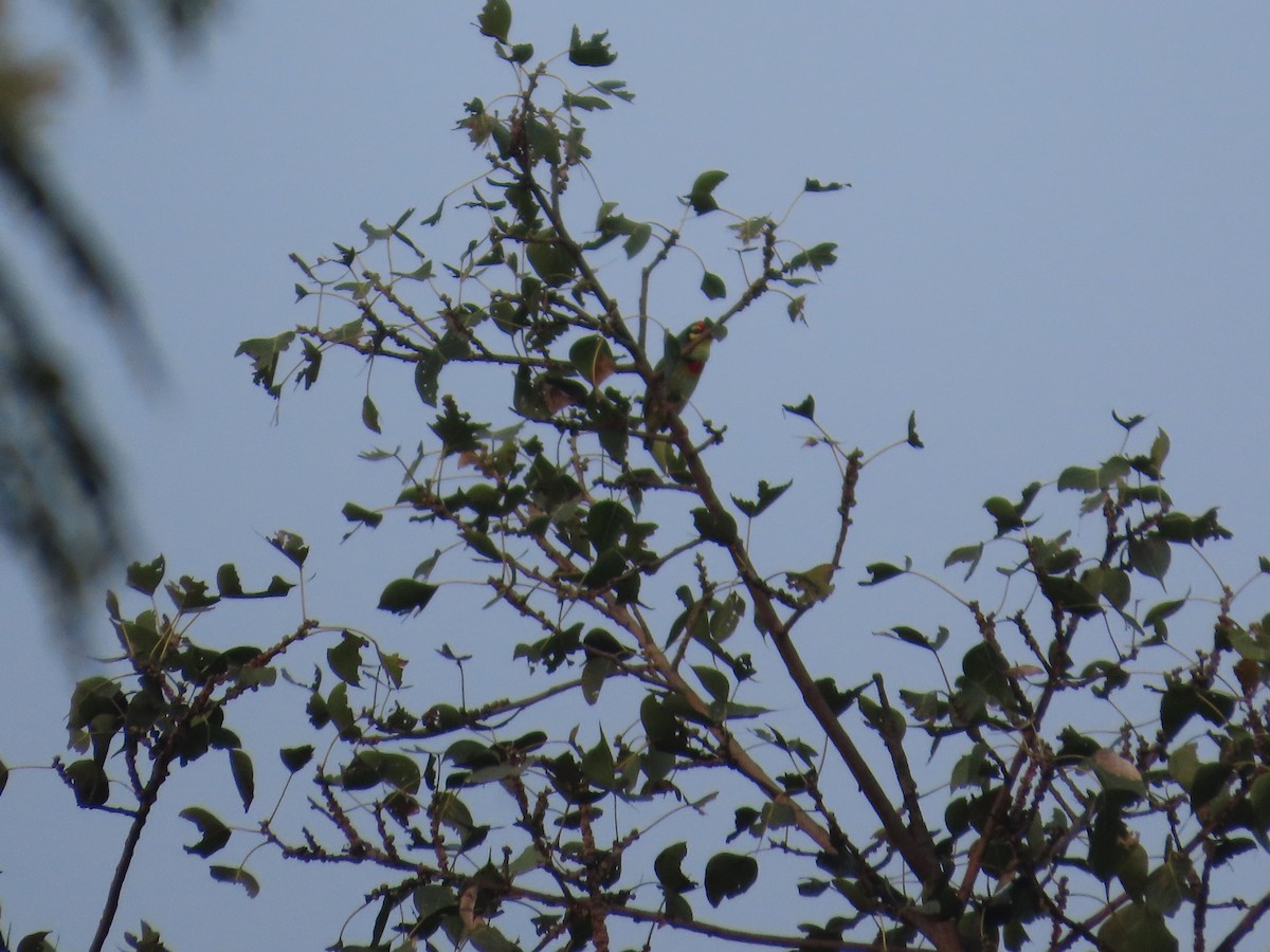 Coppersmith Barbet - ML644028941
