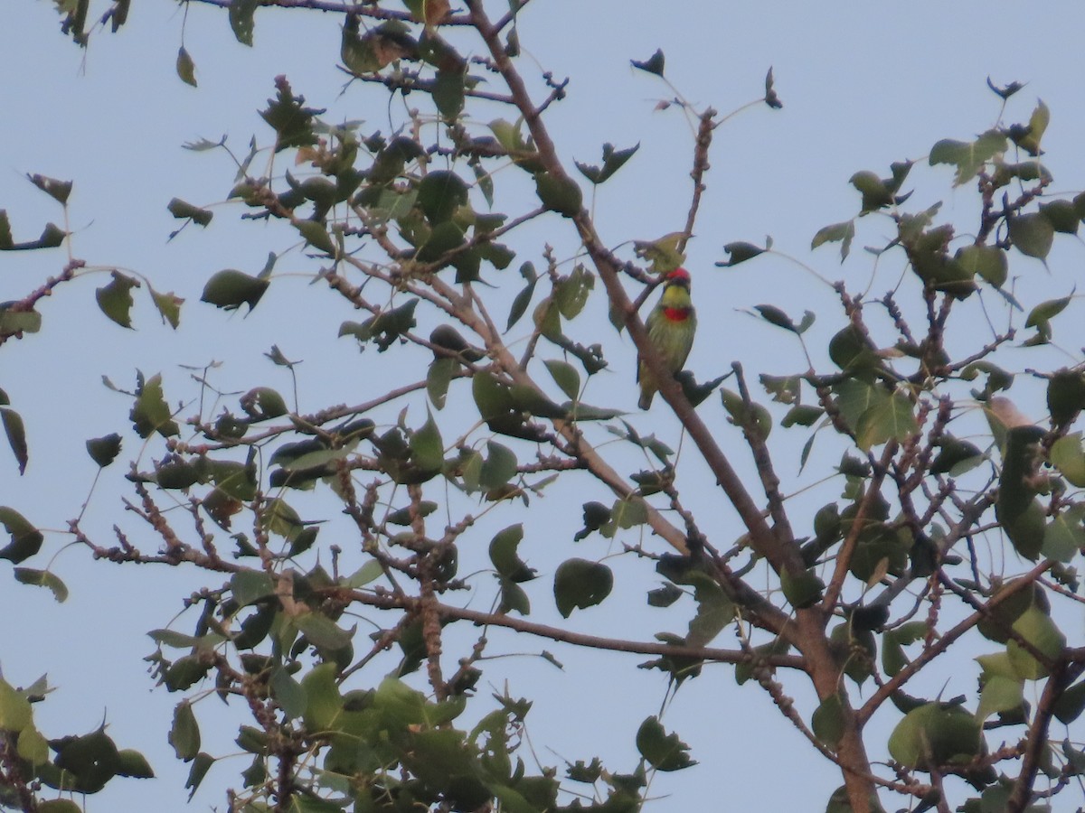Coppersmith Barbet - ML644028945