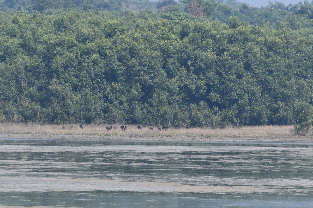 Хар өрөвтас - ML644028960