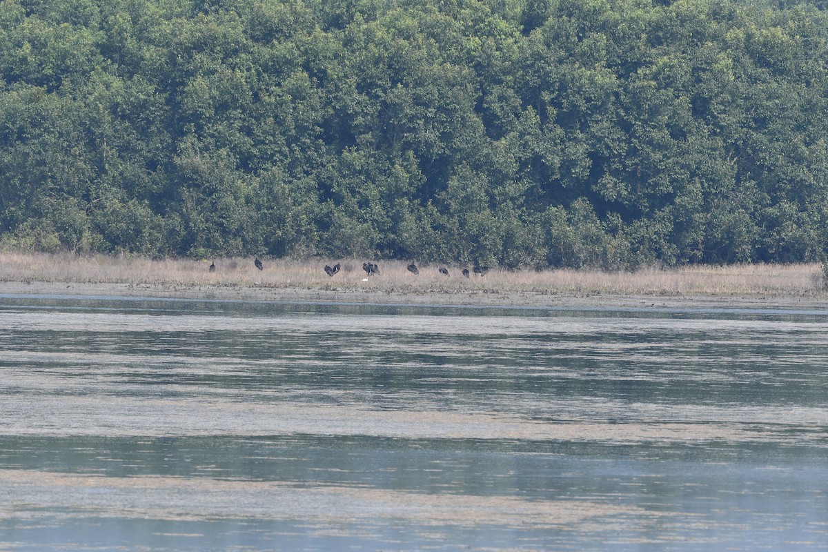 Хар өрөвтас - ML644028961