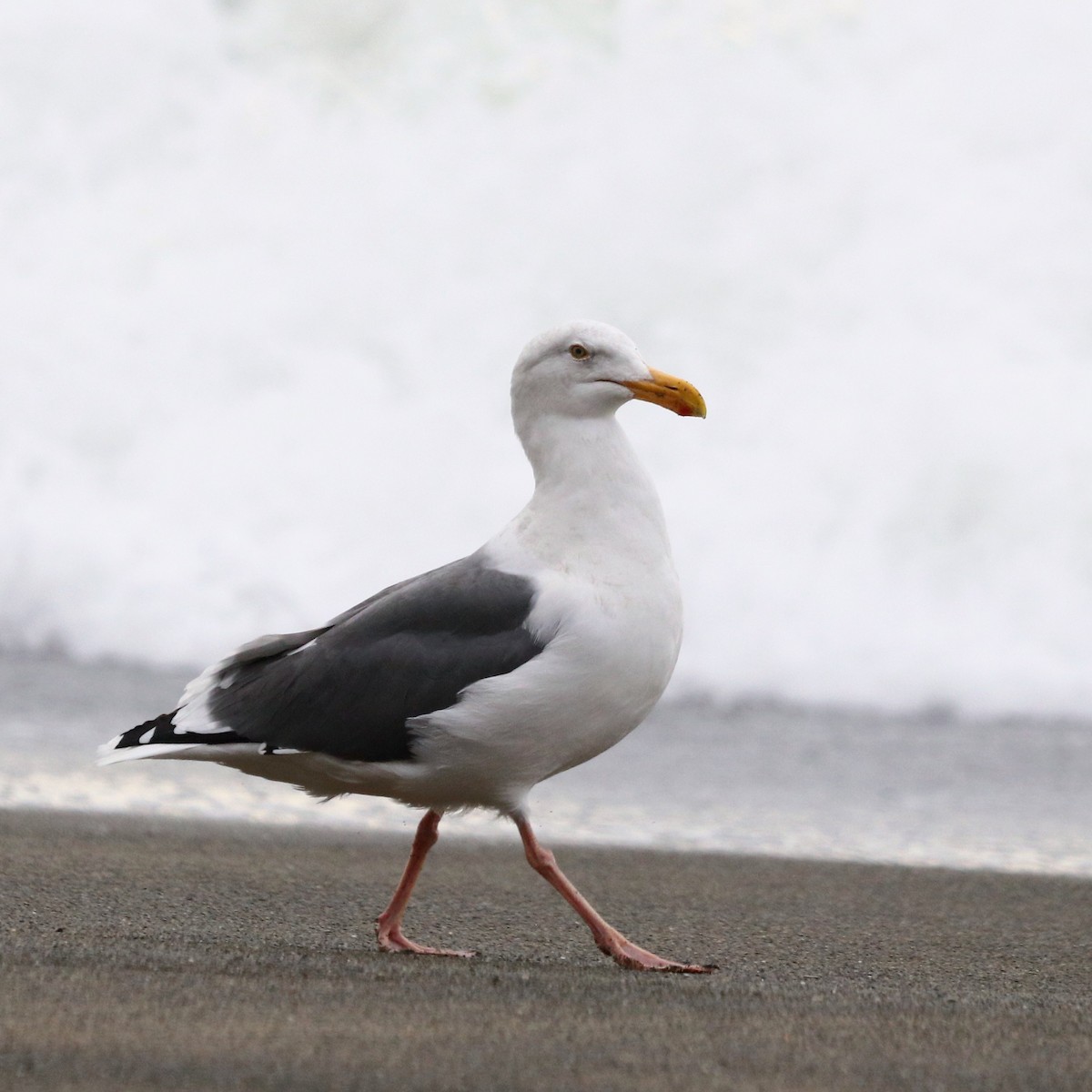 Western Gull - ML644028974