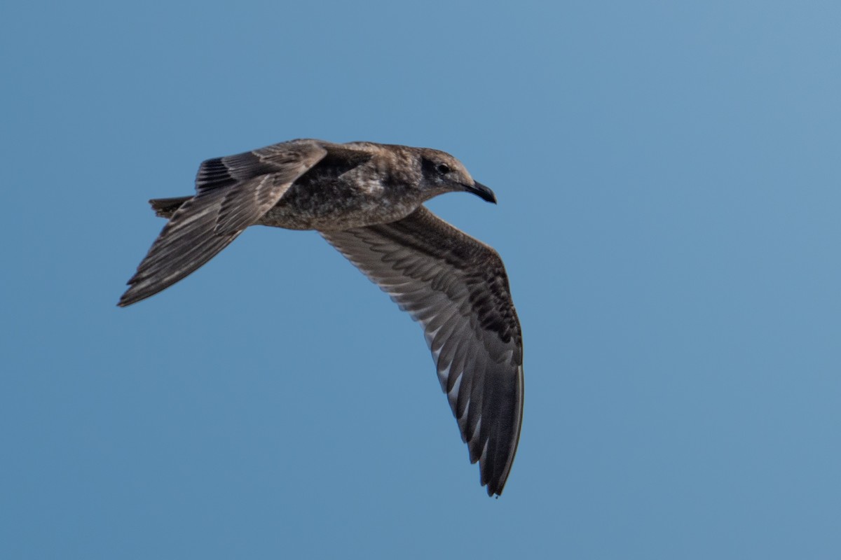 Western Gull - ML644028976