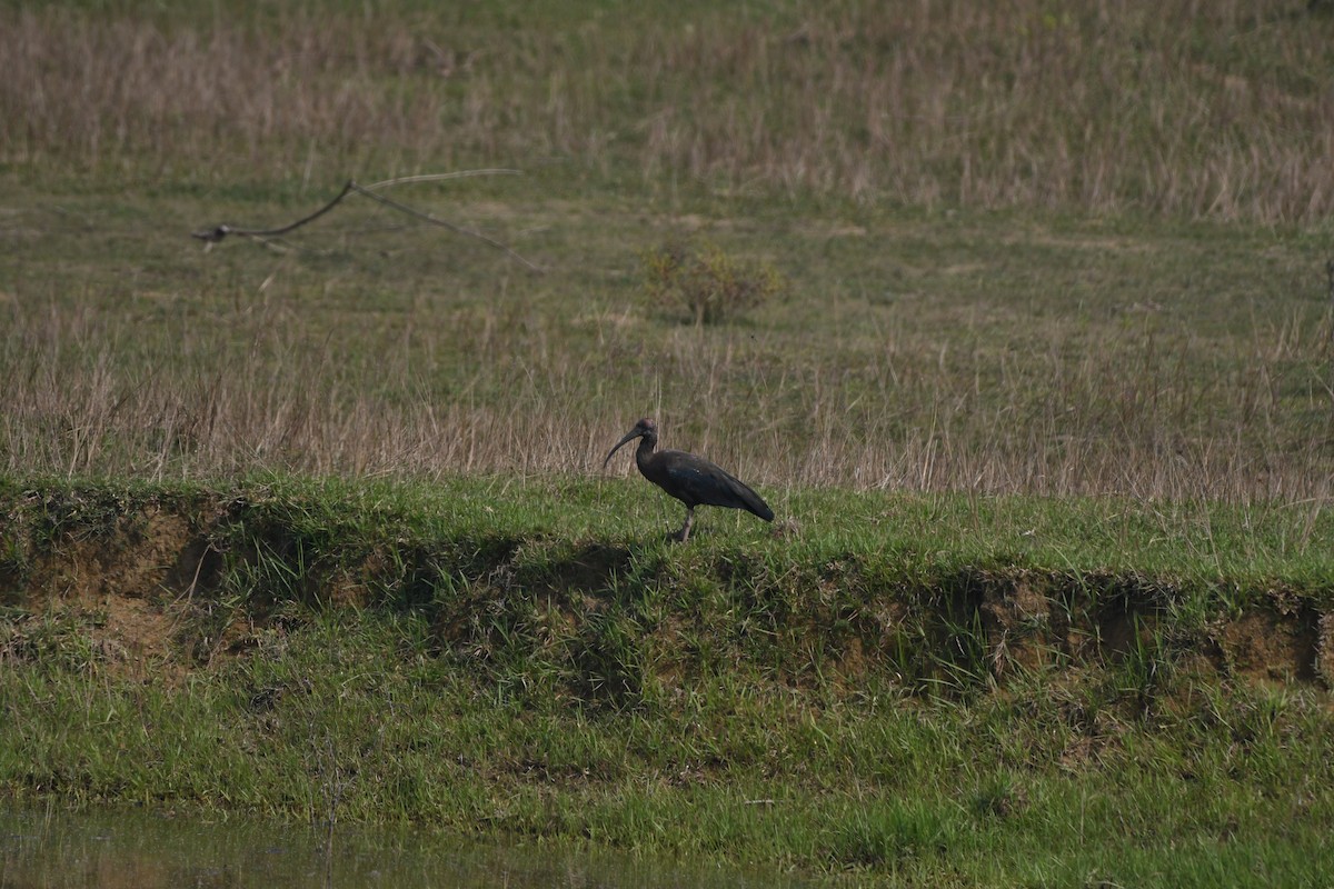 Red-naped Ibis - ML644028977