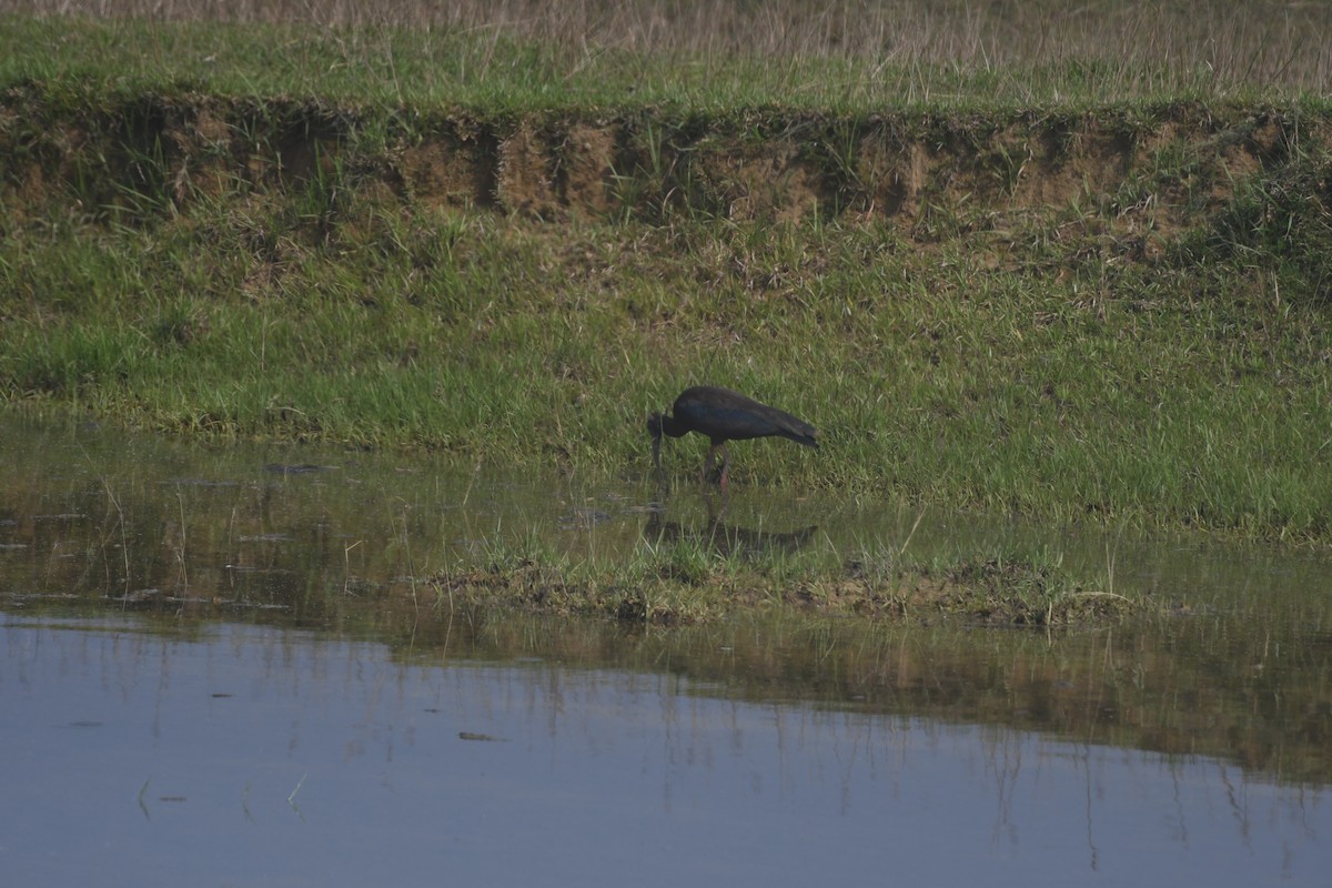 Red-naped Ibis - ML644028978