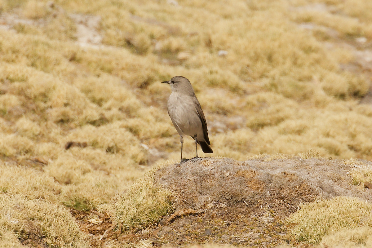 Black-fronted Ground-Tyrant - ML644028980