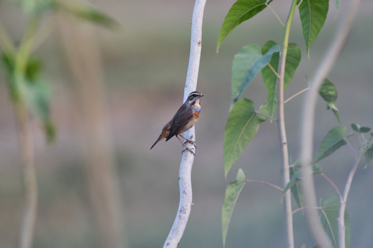 Сондорт гургалдай - ML644028993