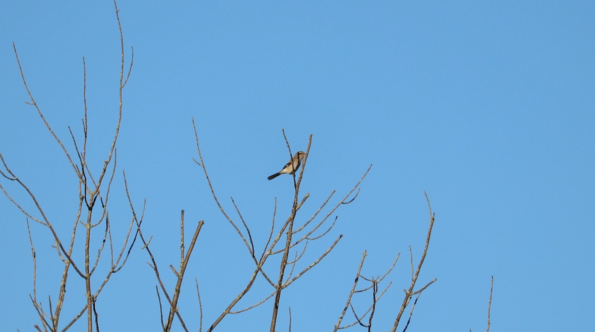 Northern Shrike - ML644029007