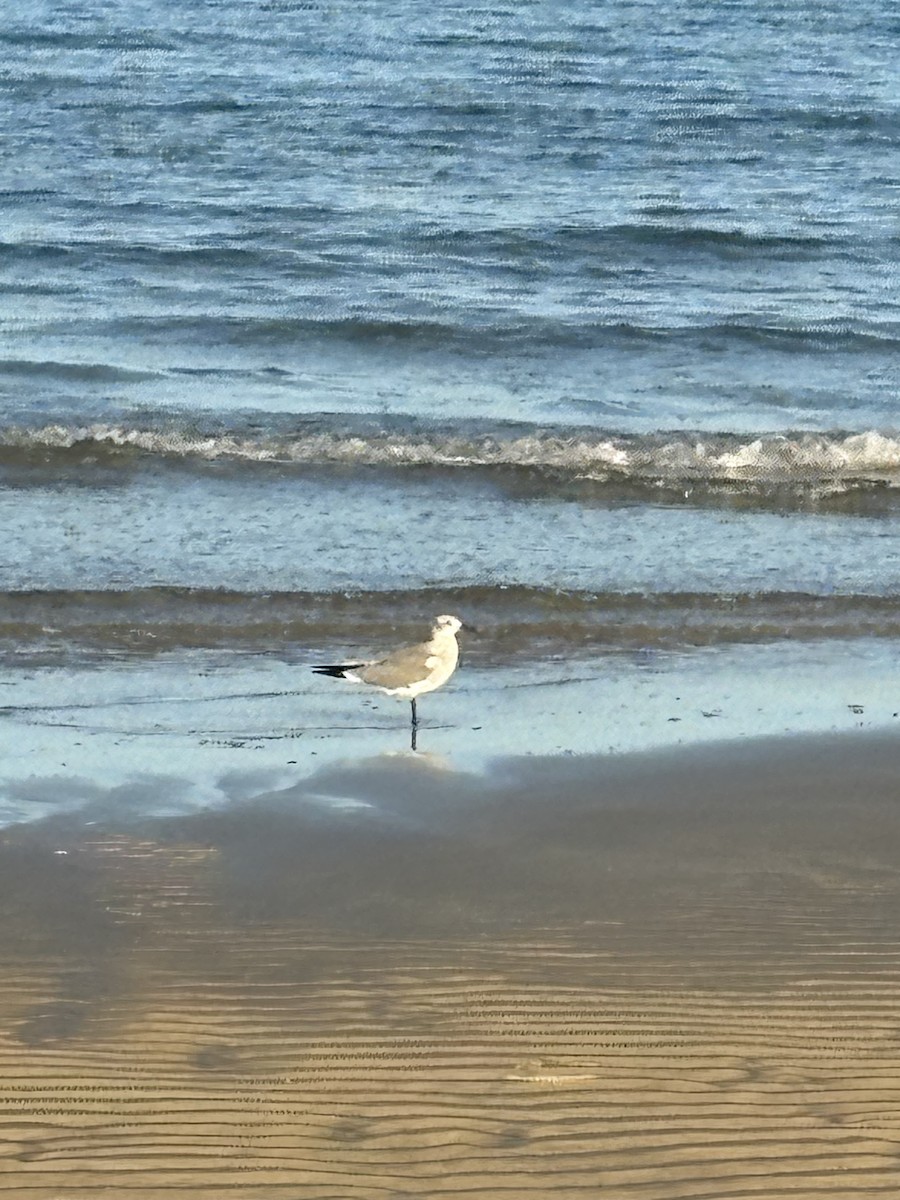 Antxeta mokogorri amerikarra - ML644029010