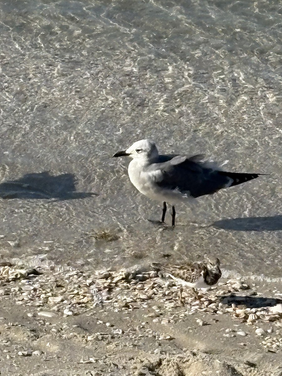 Antxeta mokogorri amerikarra - ML644029011