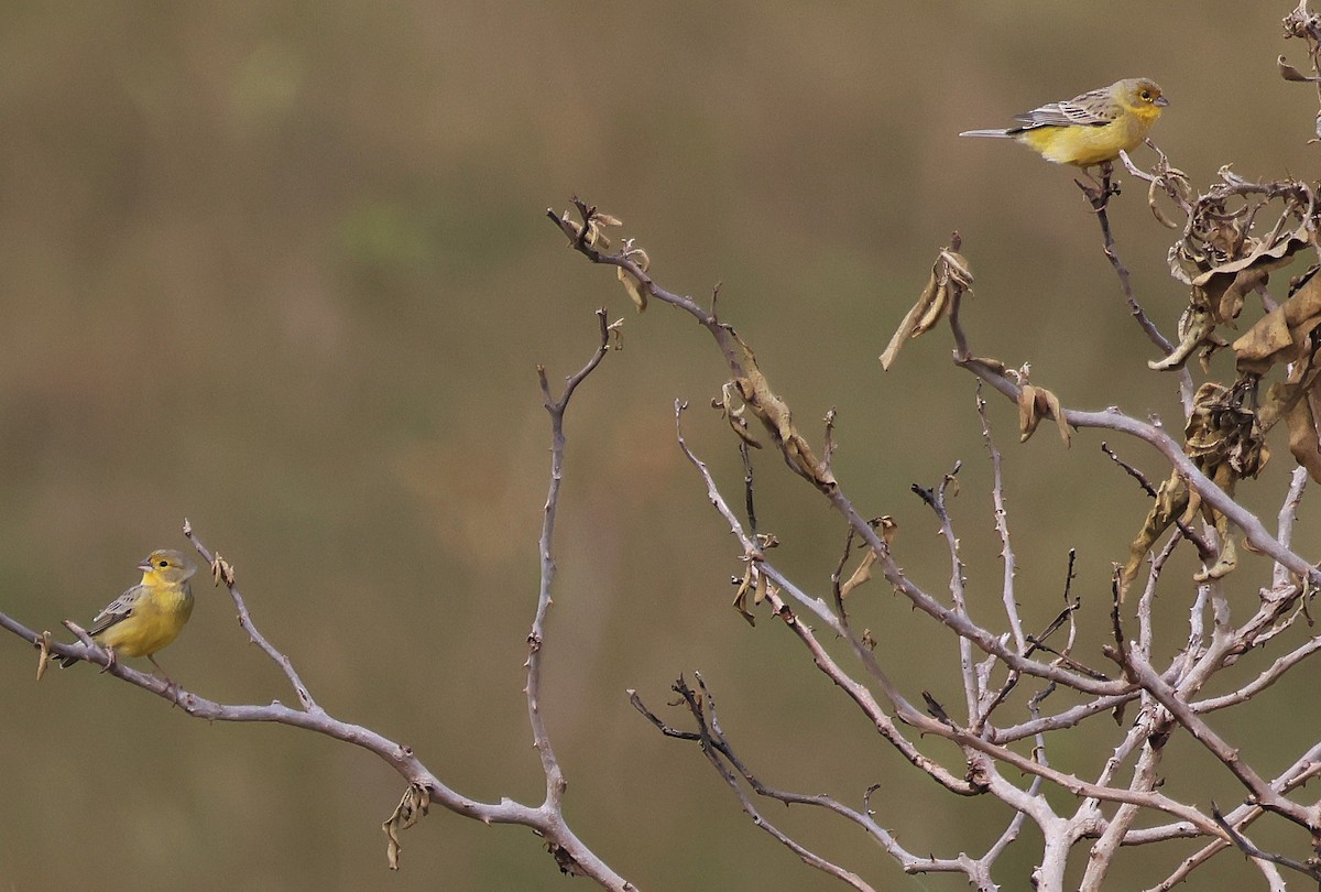 Grassland Yellow-Finch - ML644029034