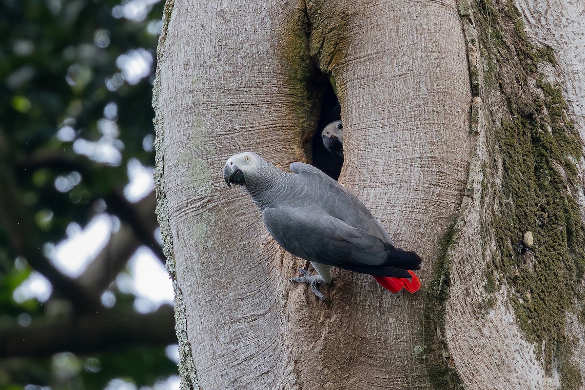 Gray Parrot (Gray) - ML644029035