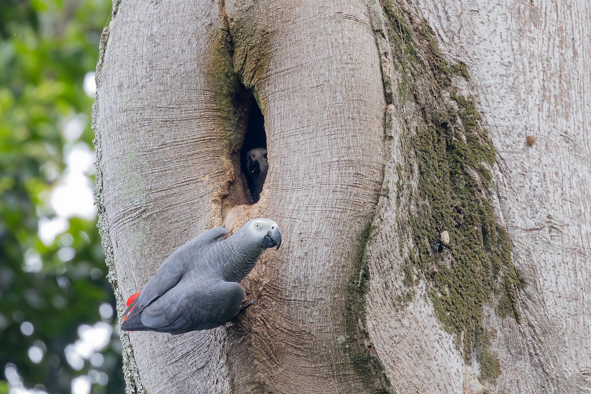 Gray Parrot (Gray) - ML644029037