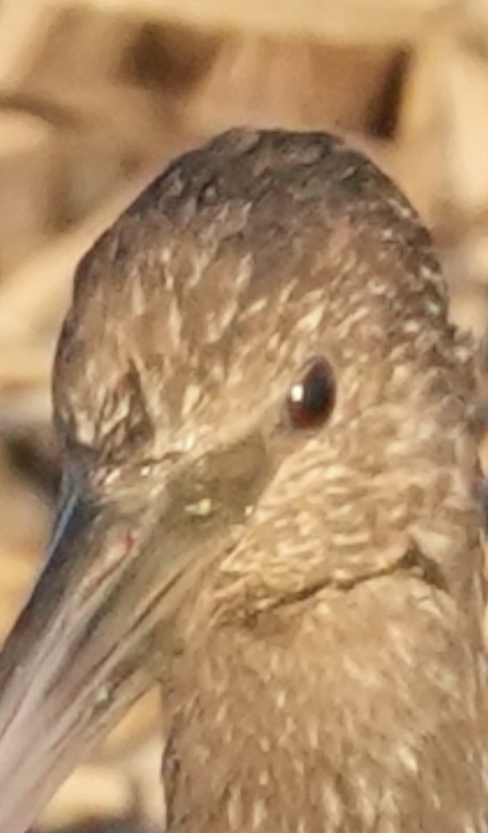 Glossy/White-faced Ibis - ML644029045