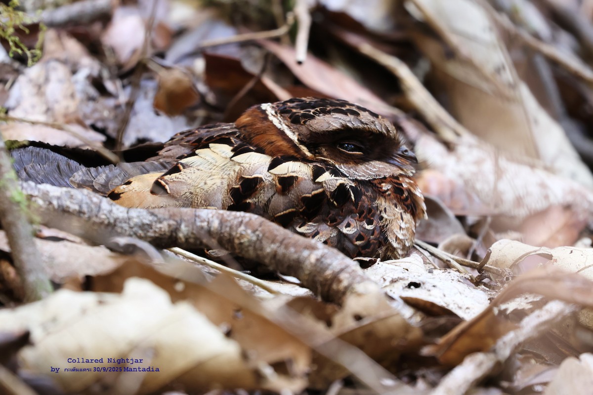 Collared Nightjar - ML644029049