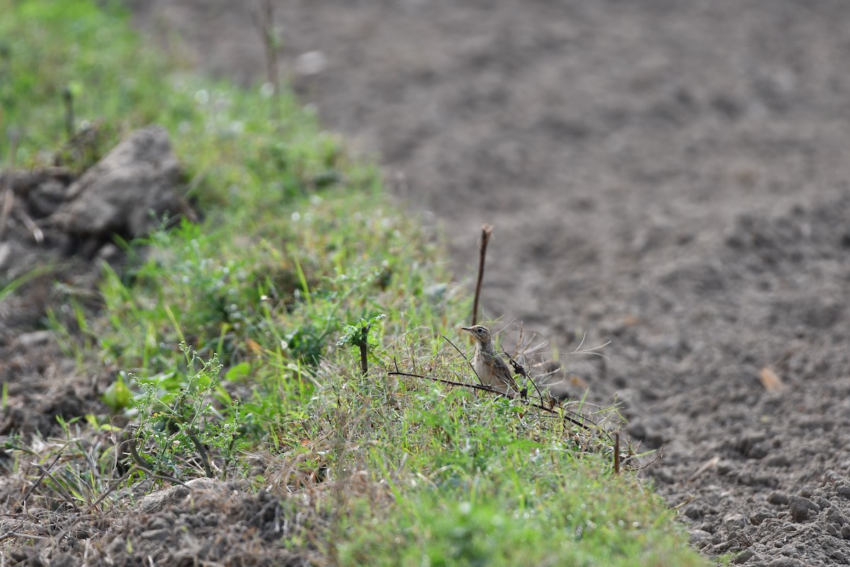 шийхнүүхэй - ML644029050