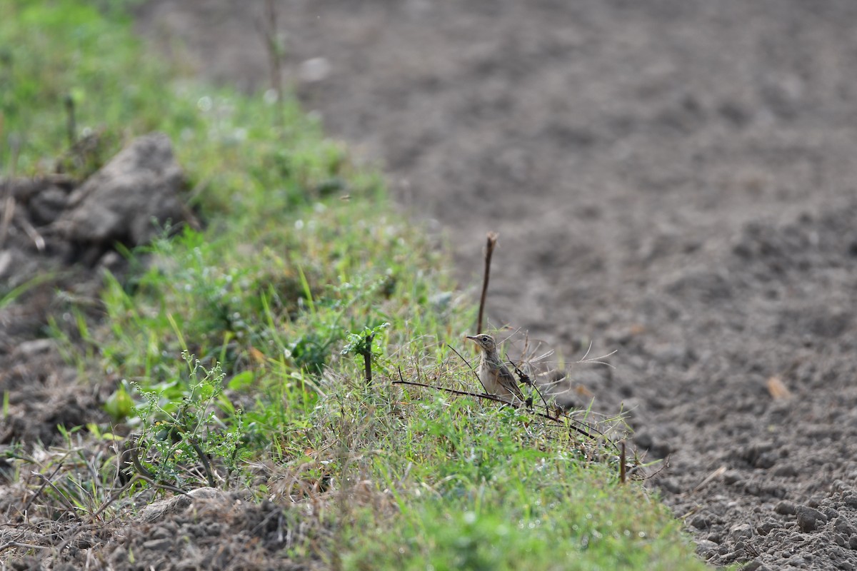 шийхнүүхэй - ML644029051