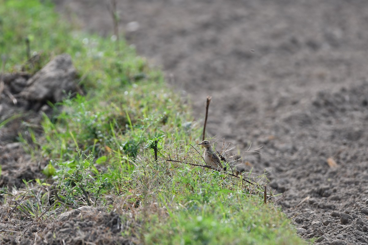 шийхнүүхэй - ML644029052