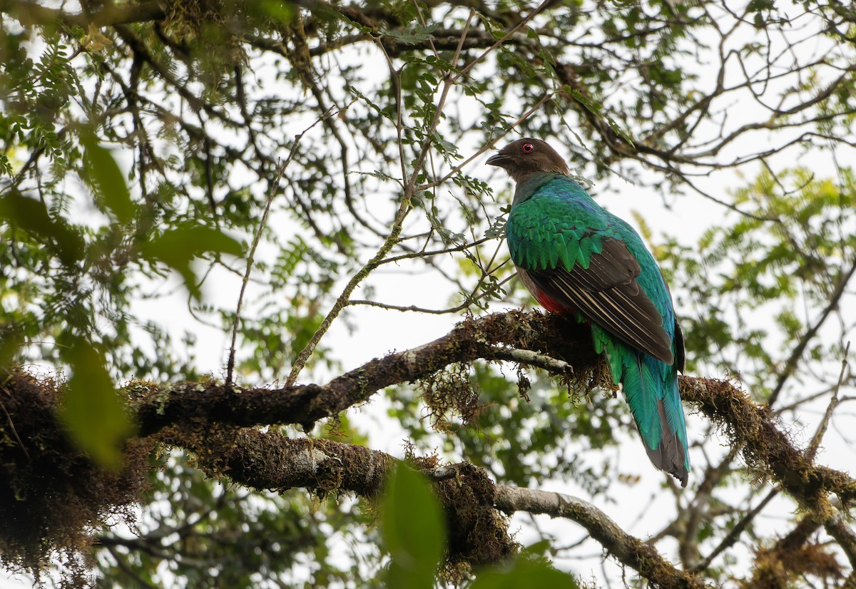 kvesal chocholkatý - ML644029059