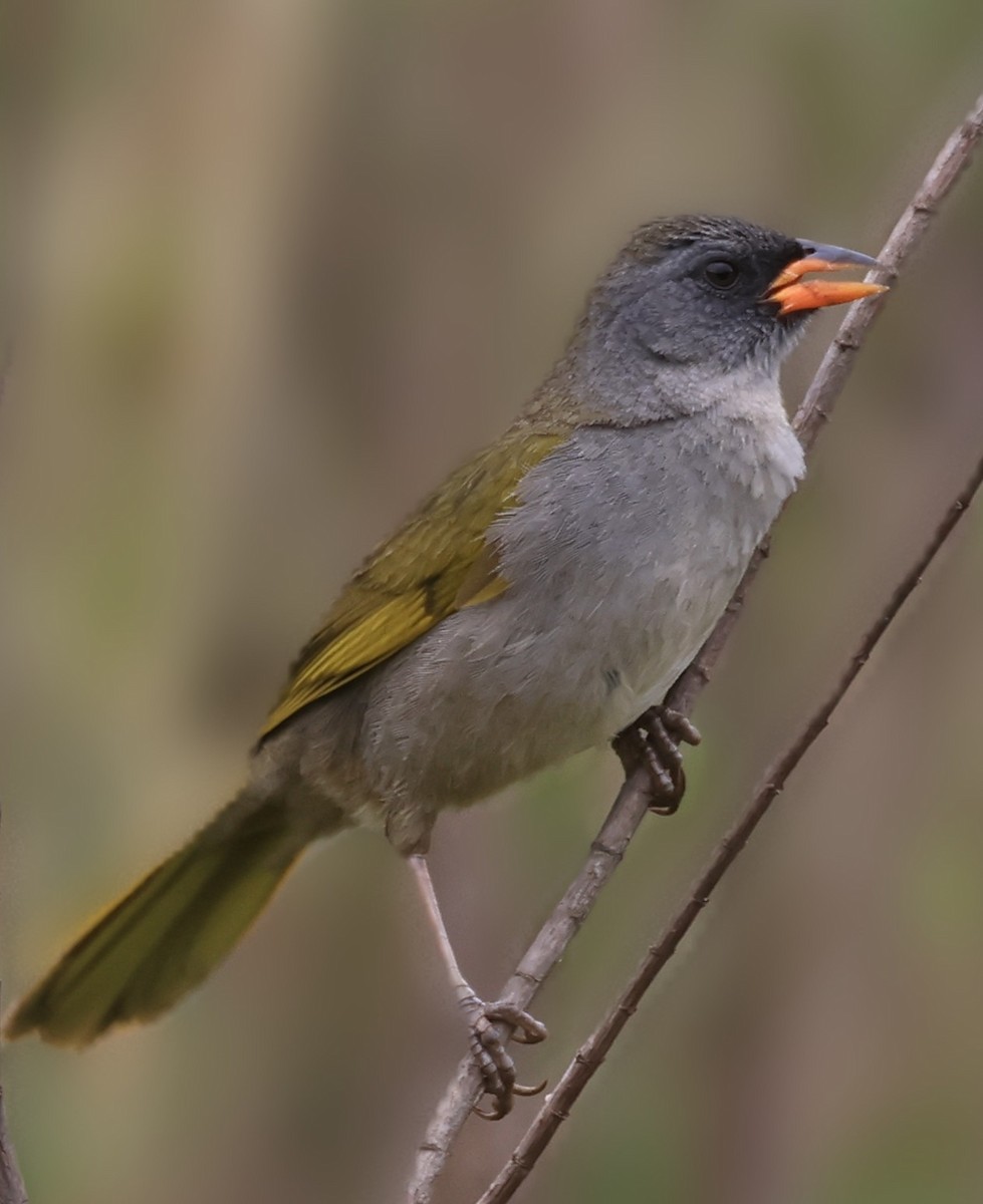 Great Pampa-Finch - ML644029073
