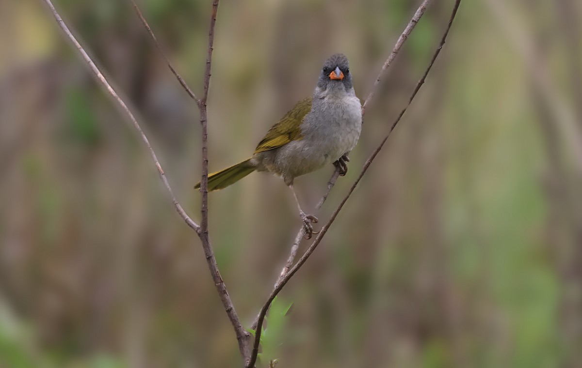 Great Pampa-Finch - ML644029074