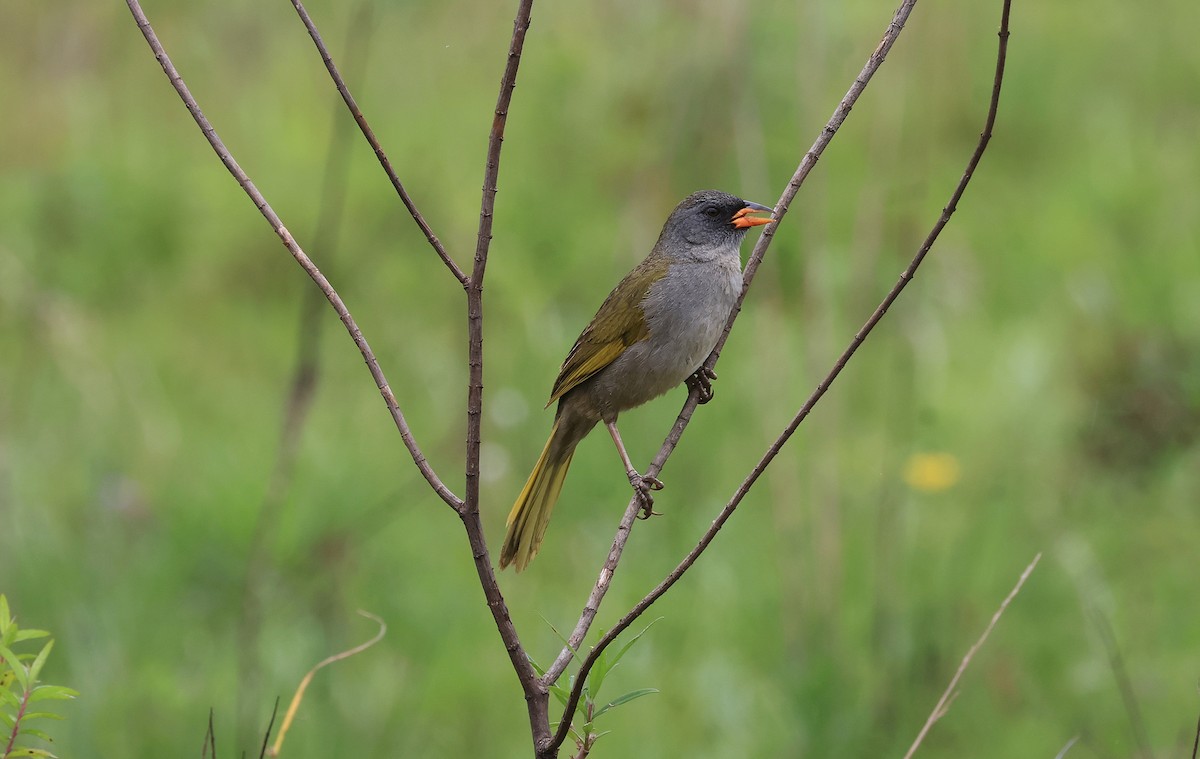 Great Pampa-Finch - ML644029075