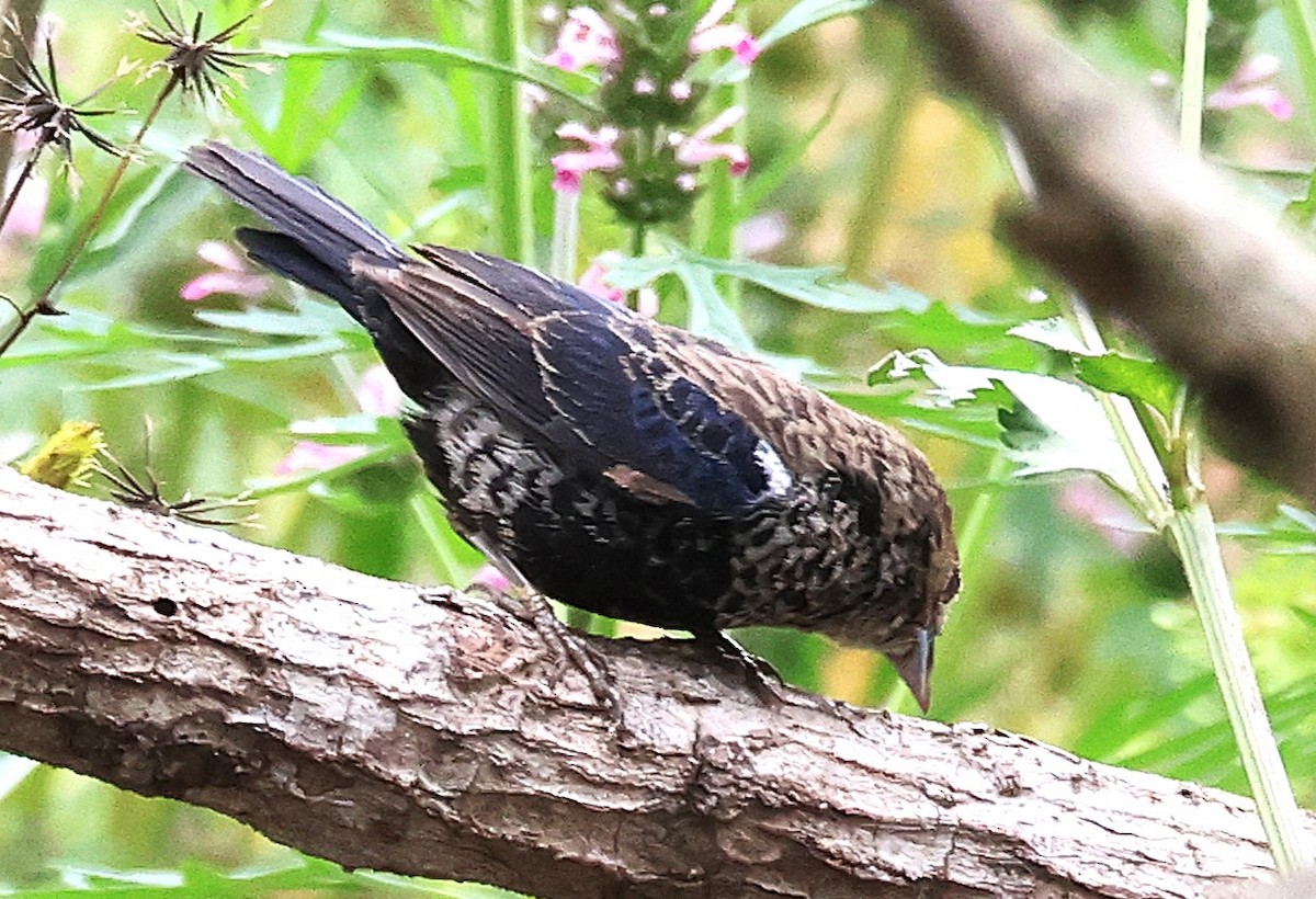 Blue-black Grassquit - ML644029085