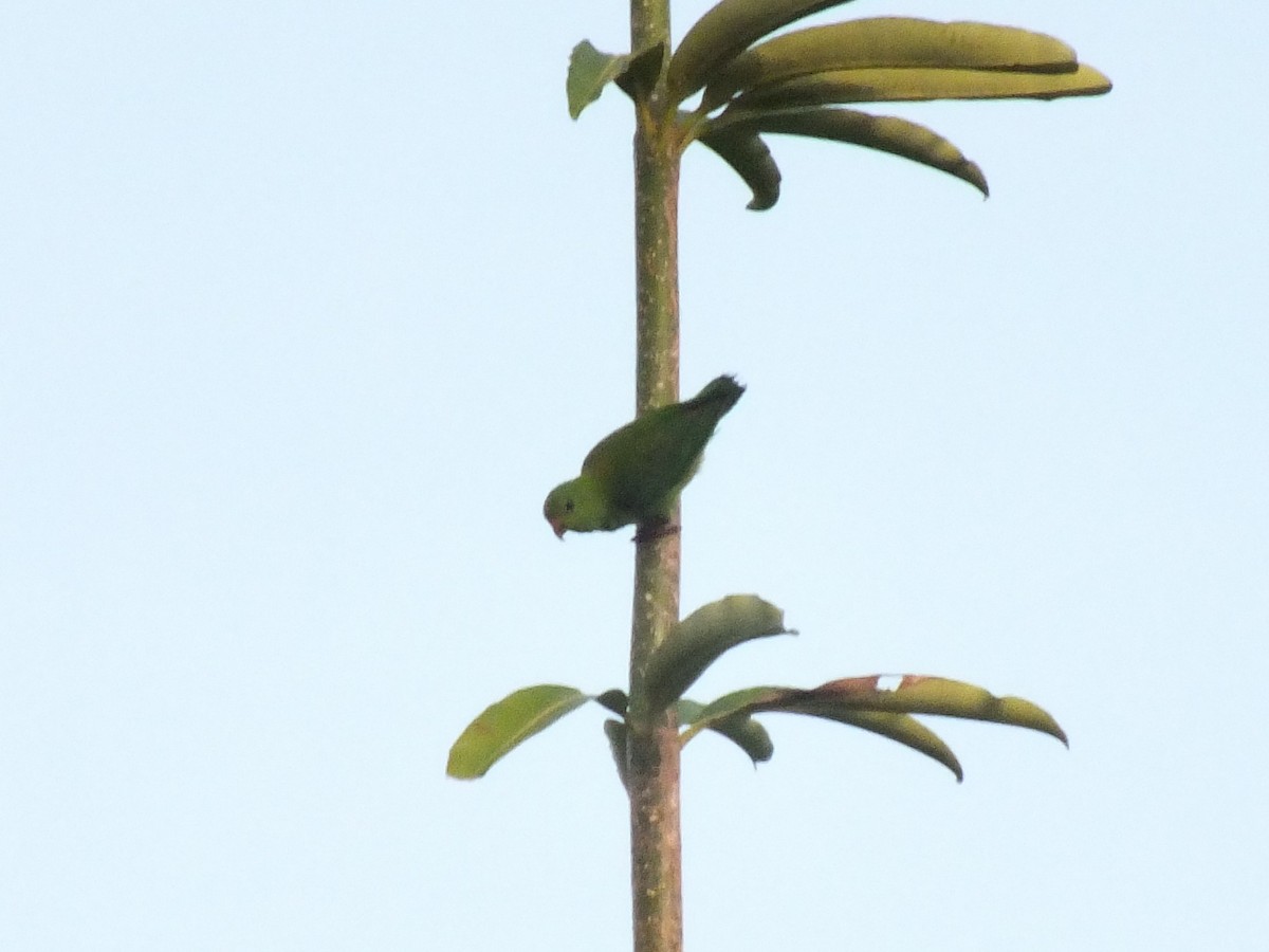Pygmy Hanging-Parrot - ML644029089