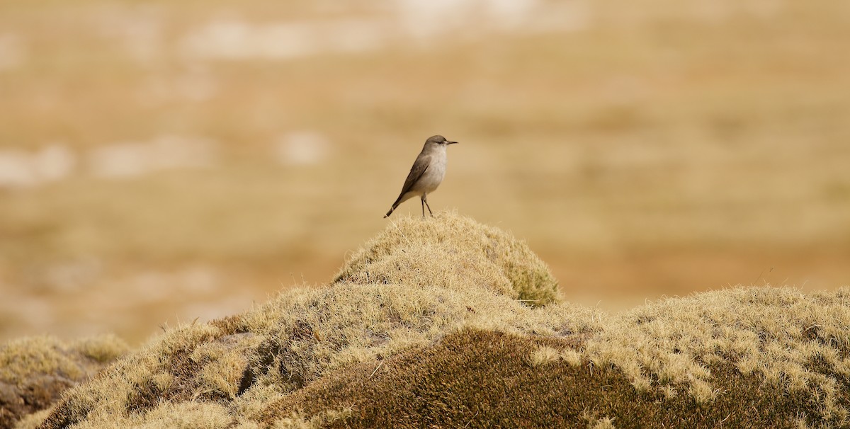 Black-fronted Ground-Tyrant - ML644029090